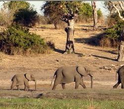 Chobe Safari Camp