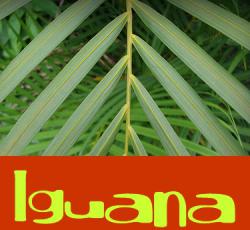 The Iguana Hostel