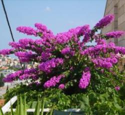 AAE Anna Guestsuites