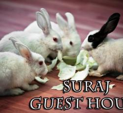 Suraj Guesthouse