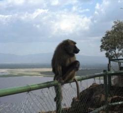 Nakuru Backpackers Hostel