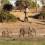 Chobe Safari Camp